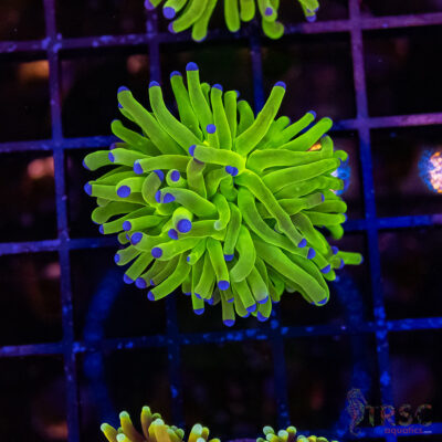 Bluetip MAL Torch B02