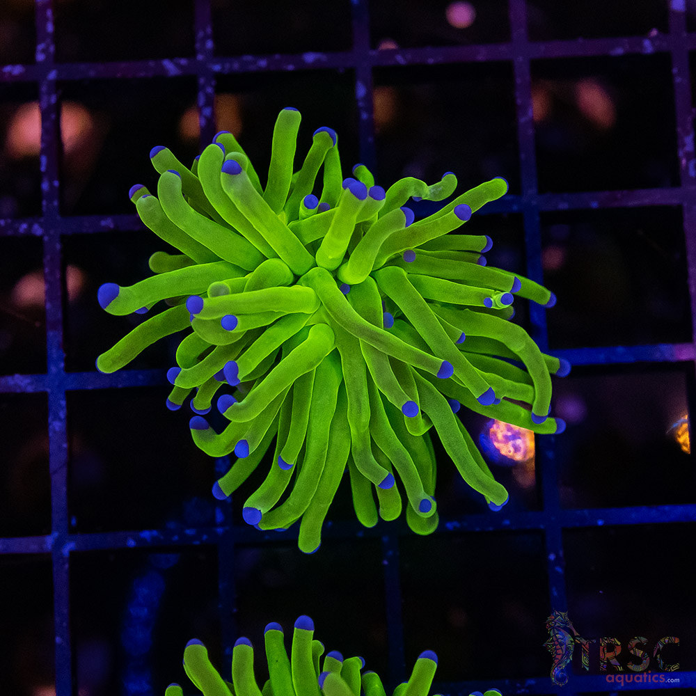 Bluetip MAL Torch B03 3 Bluetip MAL Torch B03