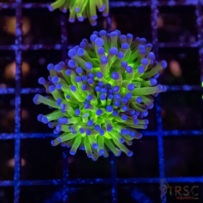 Bluetip MAL Torch B04