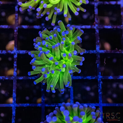 Bluetip MAL Torch B05