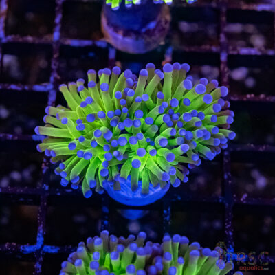 Bluetip MAL Torch B09