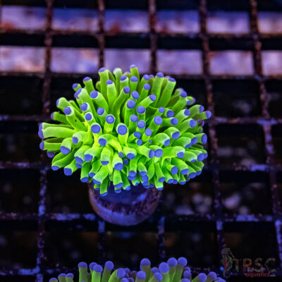 Bluetip MAL Torch B10