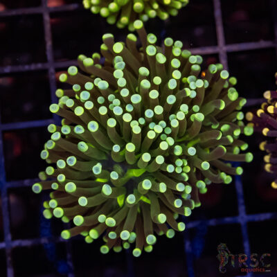 Colored Tip Green Torch C01