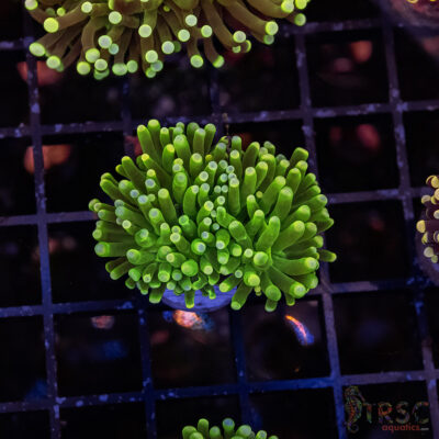 Colored Tip Green Torch C03