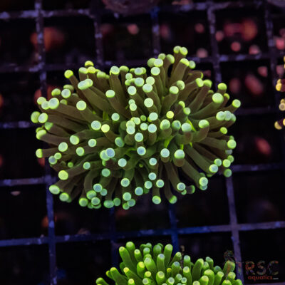 Colored Tip Green Torch C04