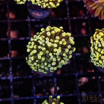 Colored Tip Green Torch C06