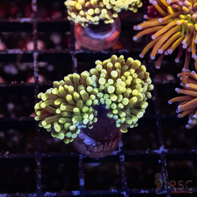 Colored Tip Green Torch C09