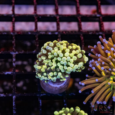 Colored Tip Green Torch C10