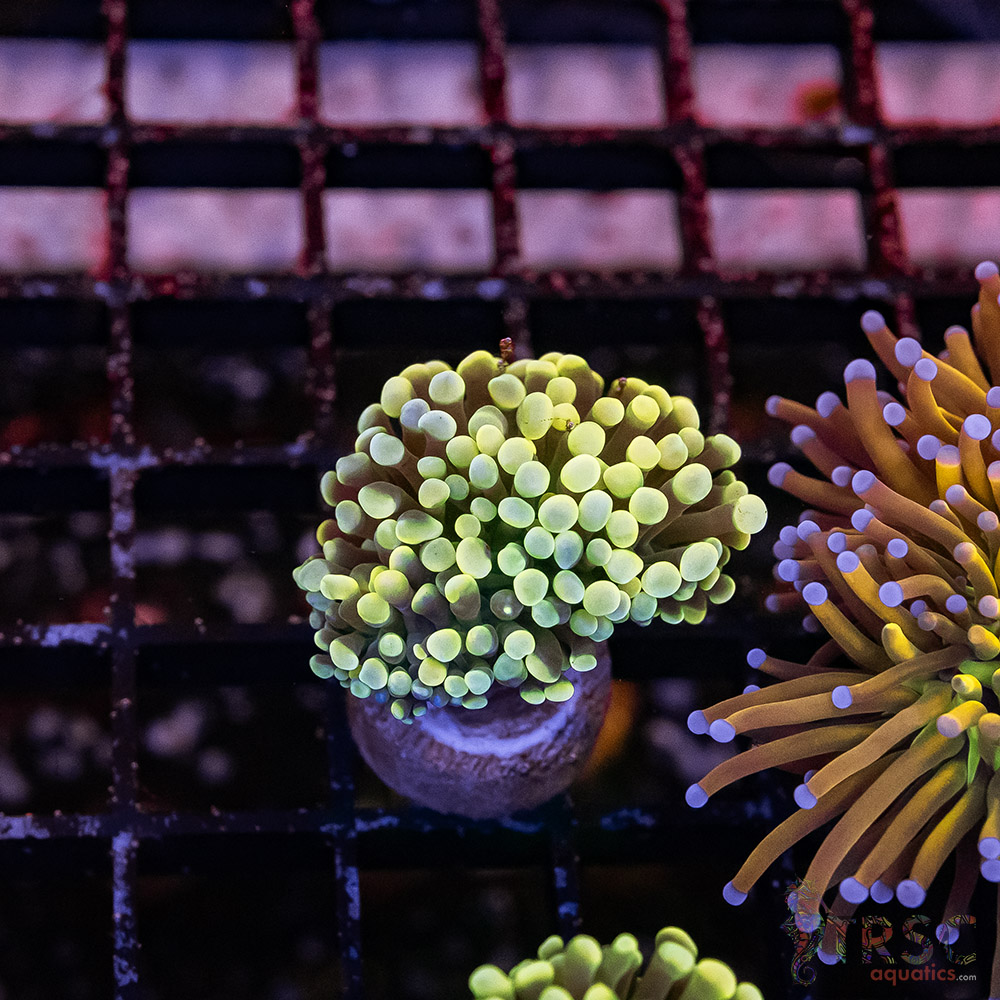 Colored Tip Green Torch C10 3 Colored Tip Green Torch C10