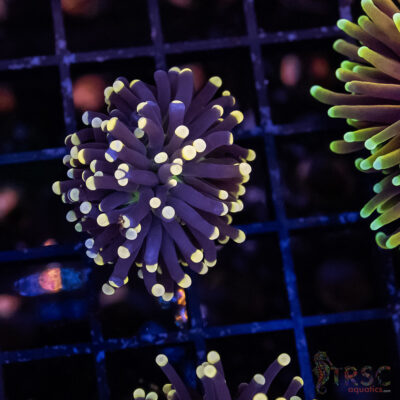 Joker/Hurricane Torch D03