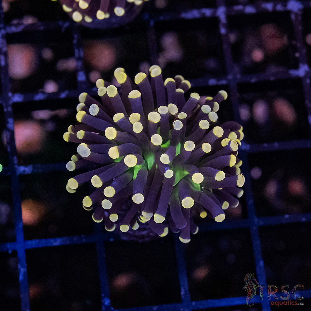 Joker/Hurricane Torch D04 3 Joker/Hurricane Torch D04