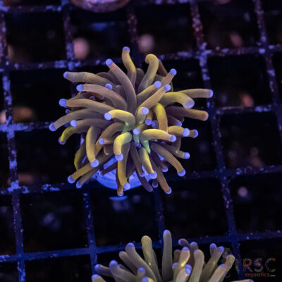 Dragon Tamer Torch D08