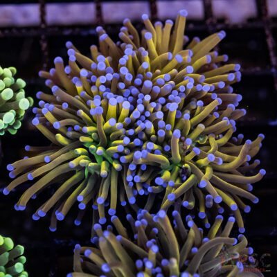 Dragon Tamer Torch (Colony) D10