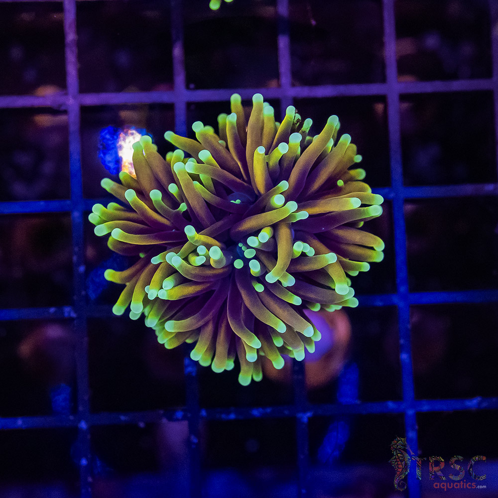 Hellfire Torch E01 3 Hellfire Torch E01