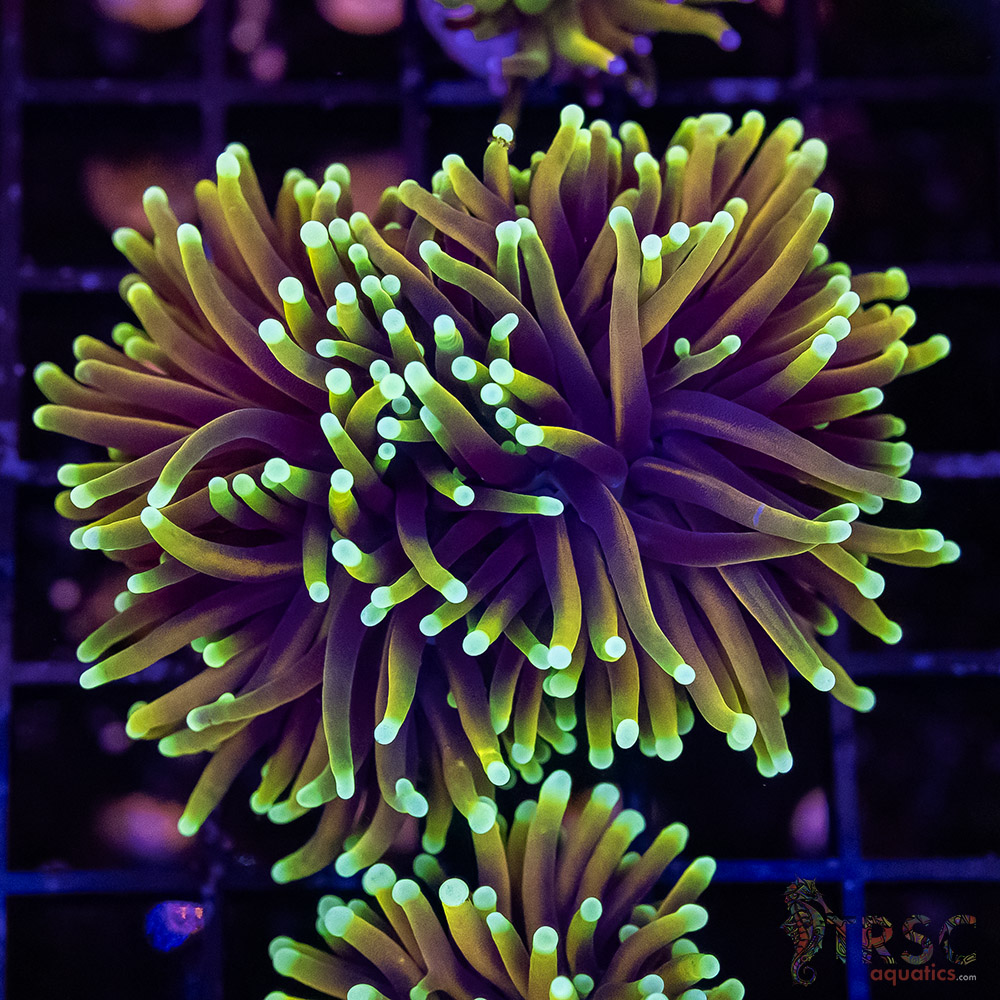 Hellfire Torch E03 3 Hellfire Torch E03