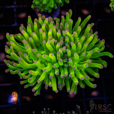 Malysian Pink Tip Grail Torch F02