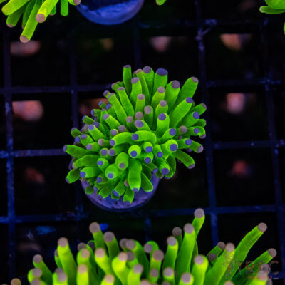 Bi-Color Pink Cotton Candy Torch F03