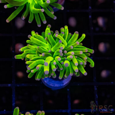 Malysian Pink Tip Grail Torch F05