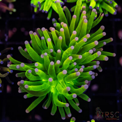 Malysian Pink Tip Grail Torch F06