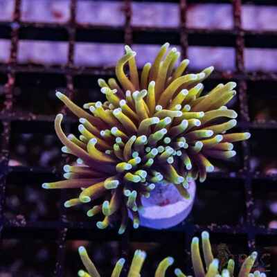 Dragon Soul Torch F10