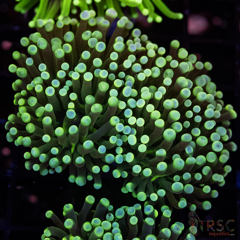 Color Tip Torch G08 3 Color Tip Torch G08