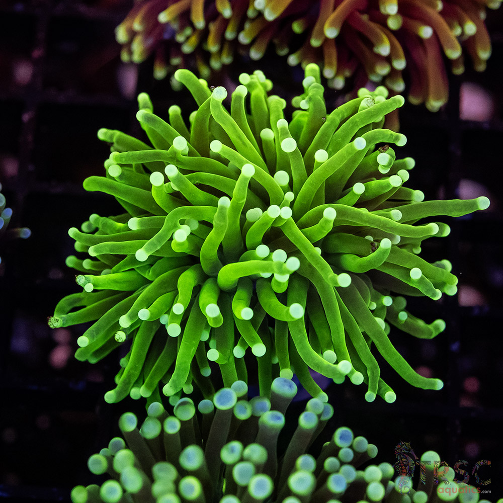 Color Tip Torch G09 3 Color Tip Torch G09