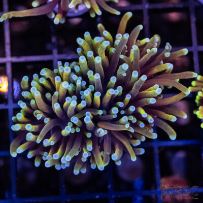 Dragon Soul Torch H01