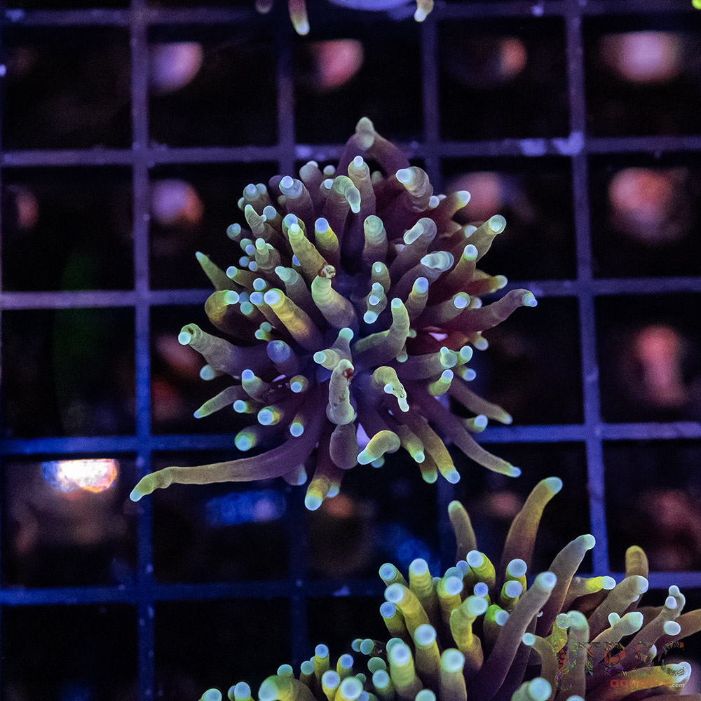 Dragon Soul Torch H02 2 Dragon Soul Torch H02