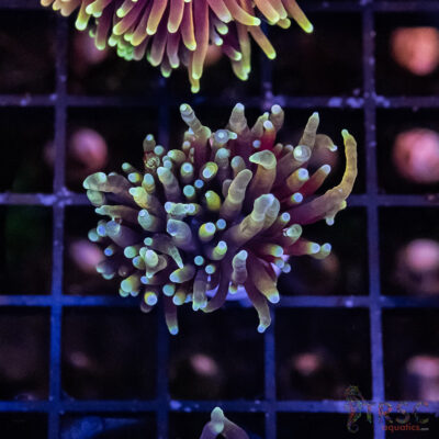 Dragon Soul Torch H03