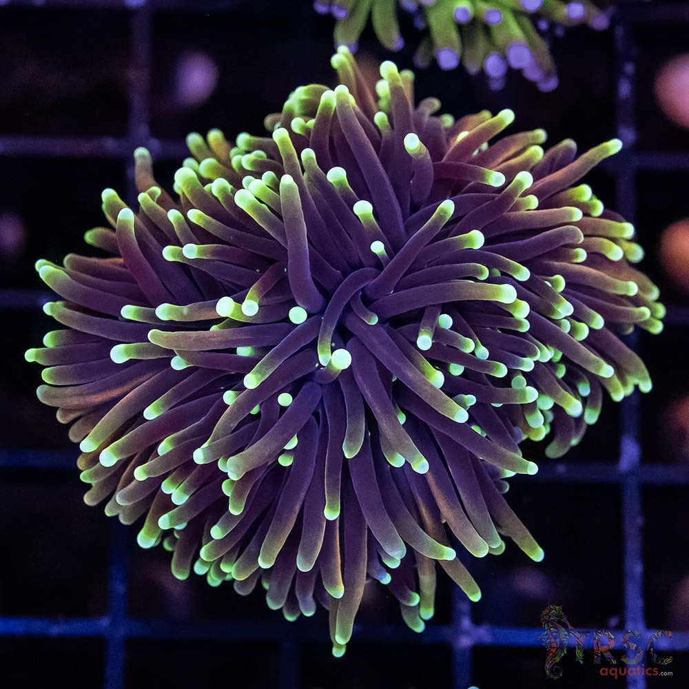 Dragon Soul Torch H04 3 Dragon Soul Torch H04