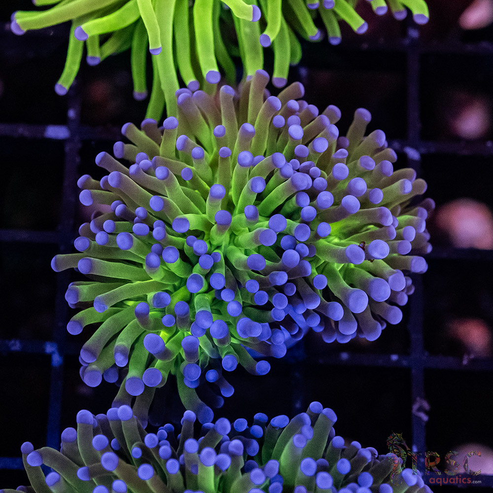 Bluetip MAL Torch H06 3 Bluetip MAL Torch H06