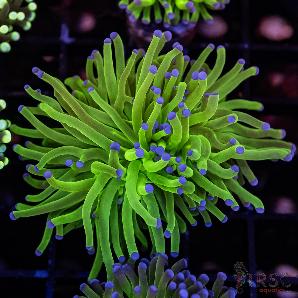 Bluetip MAL Torch H07 3 Bluetip MAL Torch H07