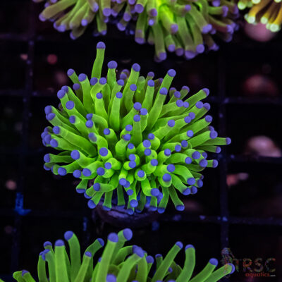 Bluetip MAL Torch H08