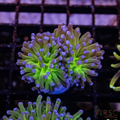 Bluetip MAL Torch H10