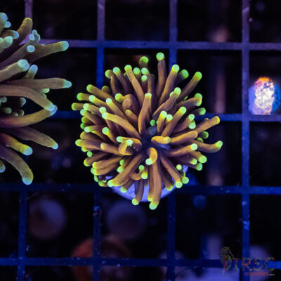 JAK Hellfire Torch I01