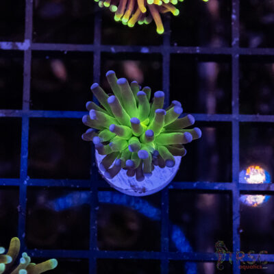 Bluetip MAL Torch I02