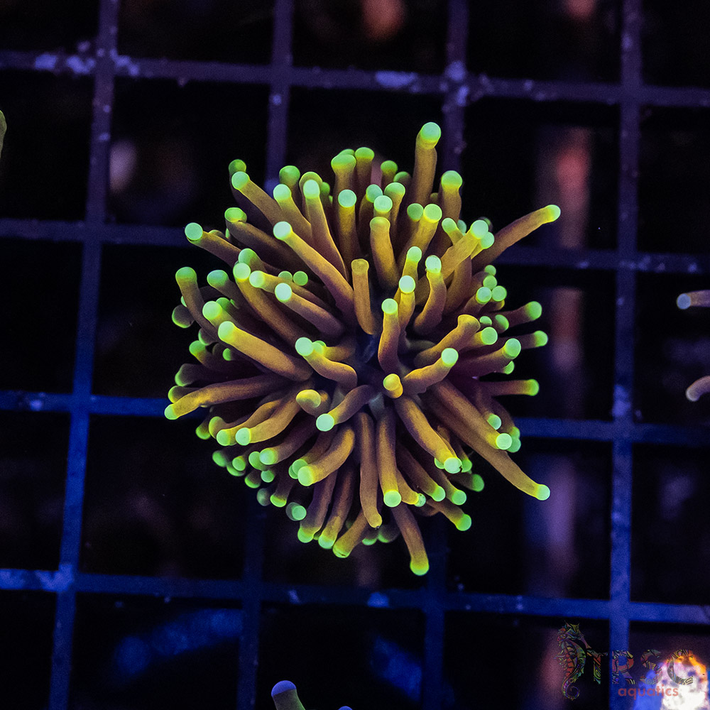 JAK Hellfire Torch I03 3 JAK Hellfire Torch I03