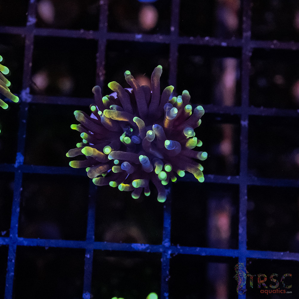 Dragon Soul Torch I04 3 Dragon Soul Torch I04