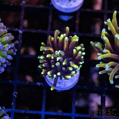 Dragon Soul Torch I06