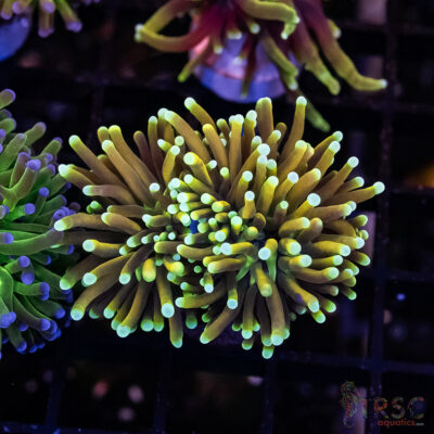 Dragon Soul Torch I09