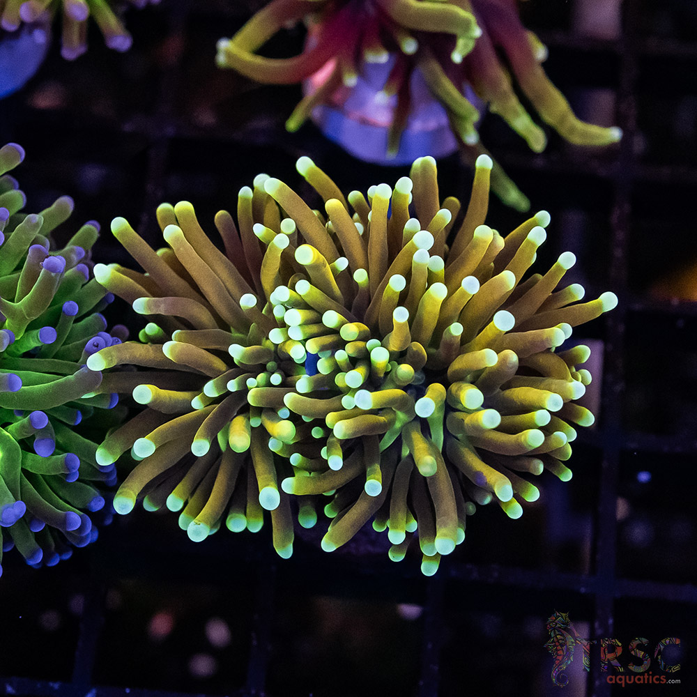 Dragon Soul Torch I09 3 Dragon Soul Torch I09