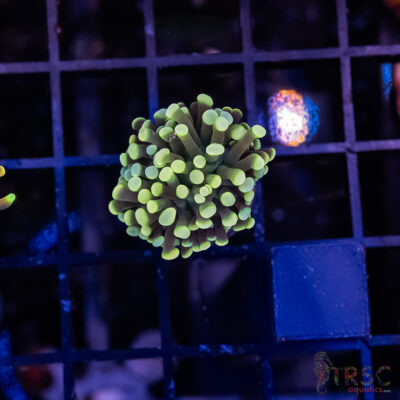 Colored Tip Green Torch J01