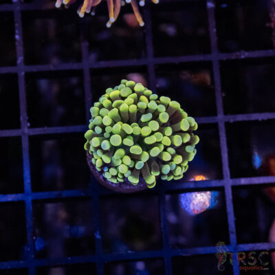 Colored Tip Green Torch J02