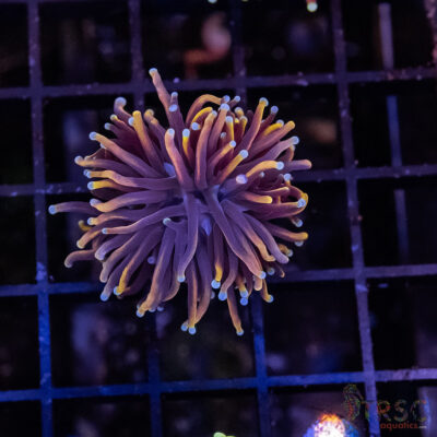 Jester Torch Torch J03