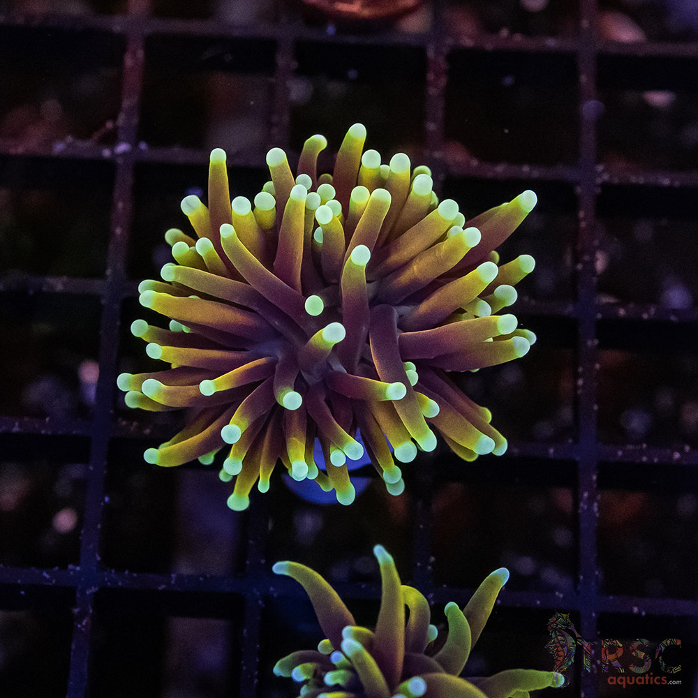 Hellfire Torch J08 3 Hellfire Torch J08