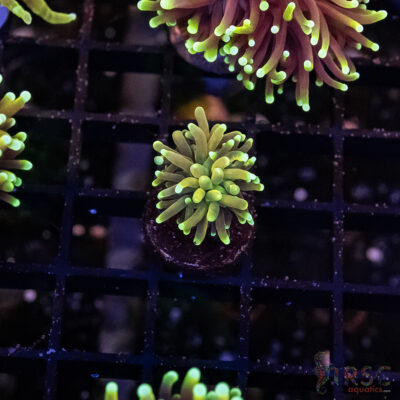 Dragon Tamer Torch J09