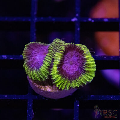 Spacemonkey Favia M01