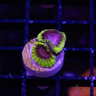 Spacemonkey Favia M02