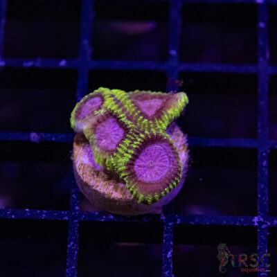 Spacemonkey Favia M03