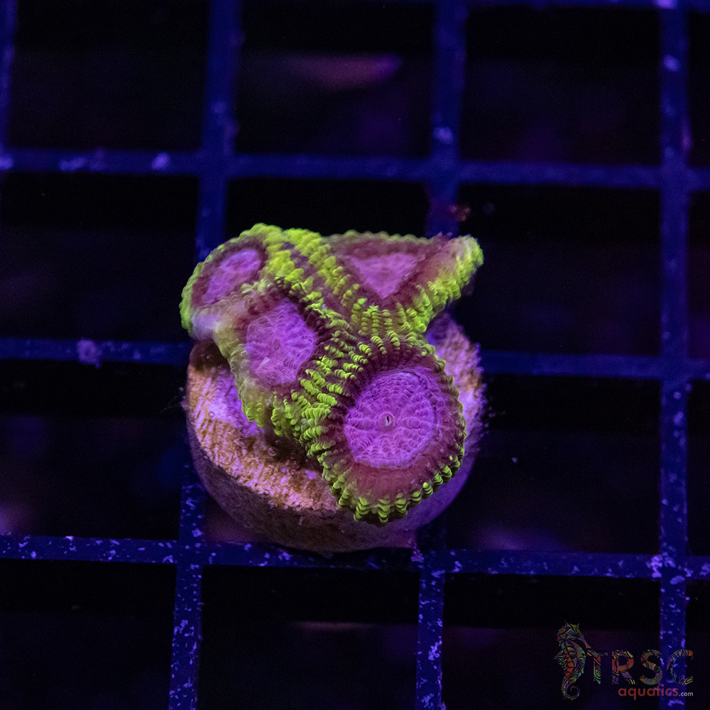 Spacemonkey Favia M03 3 Spacemonkey Favia M03